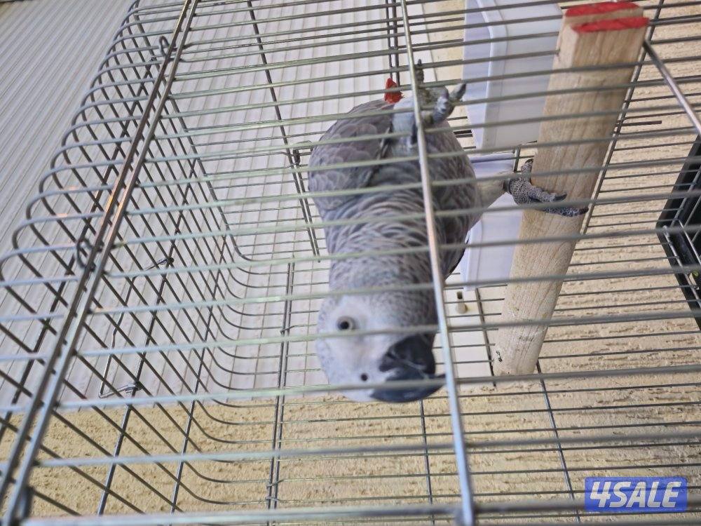 كاسكو للبيع1