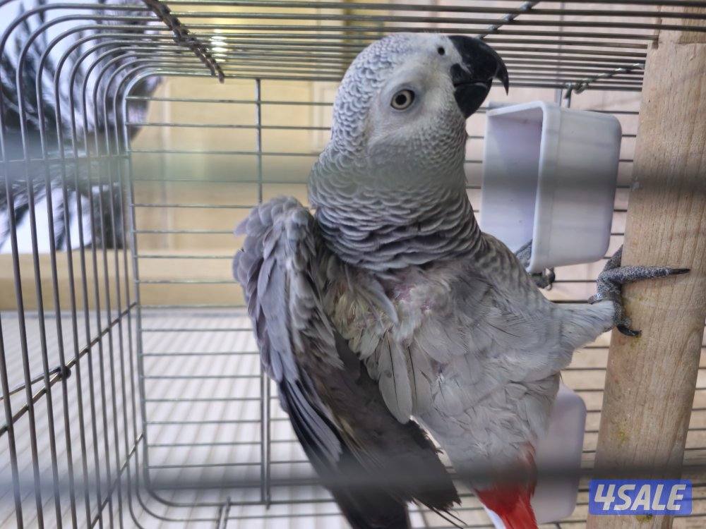 كاسكو للبيع0