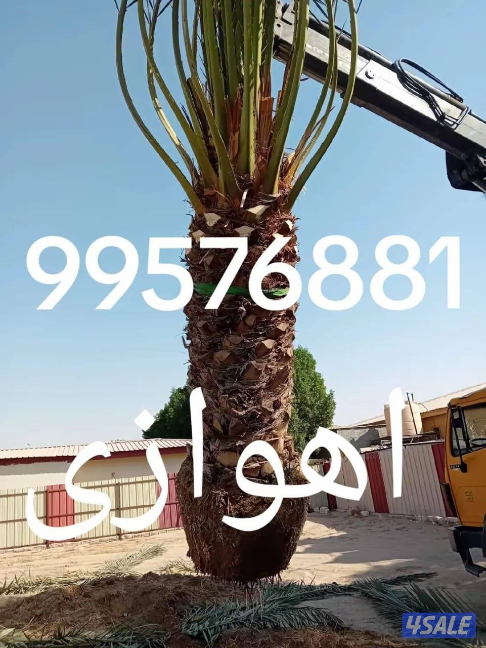 زراع اهوازی نخیل وتنظیغ وترکریب نخل من مکان لامکان وبیع وشرا نخل0