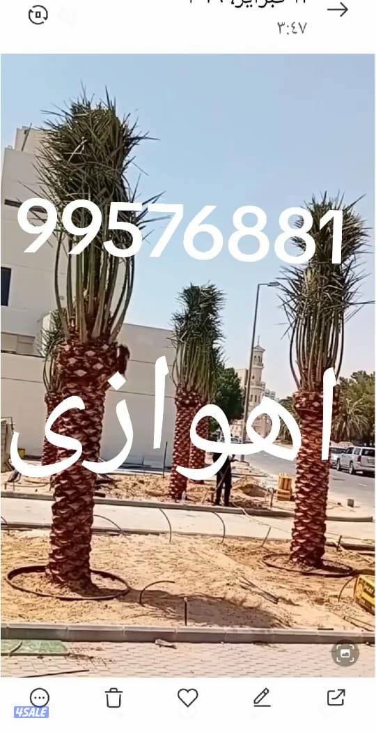 زراع اهوازی نخیل وتنظیغ وترکریب نخل من مکان لامکان وبیع وشرا نخل1