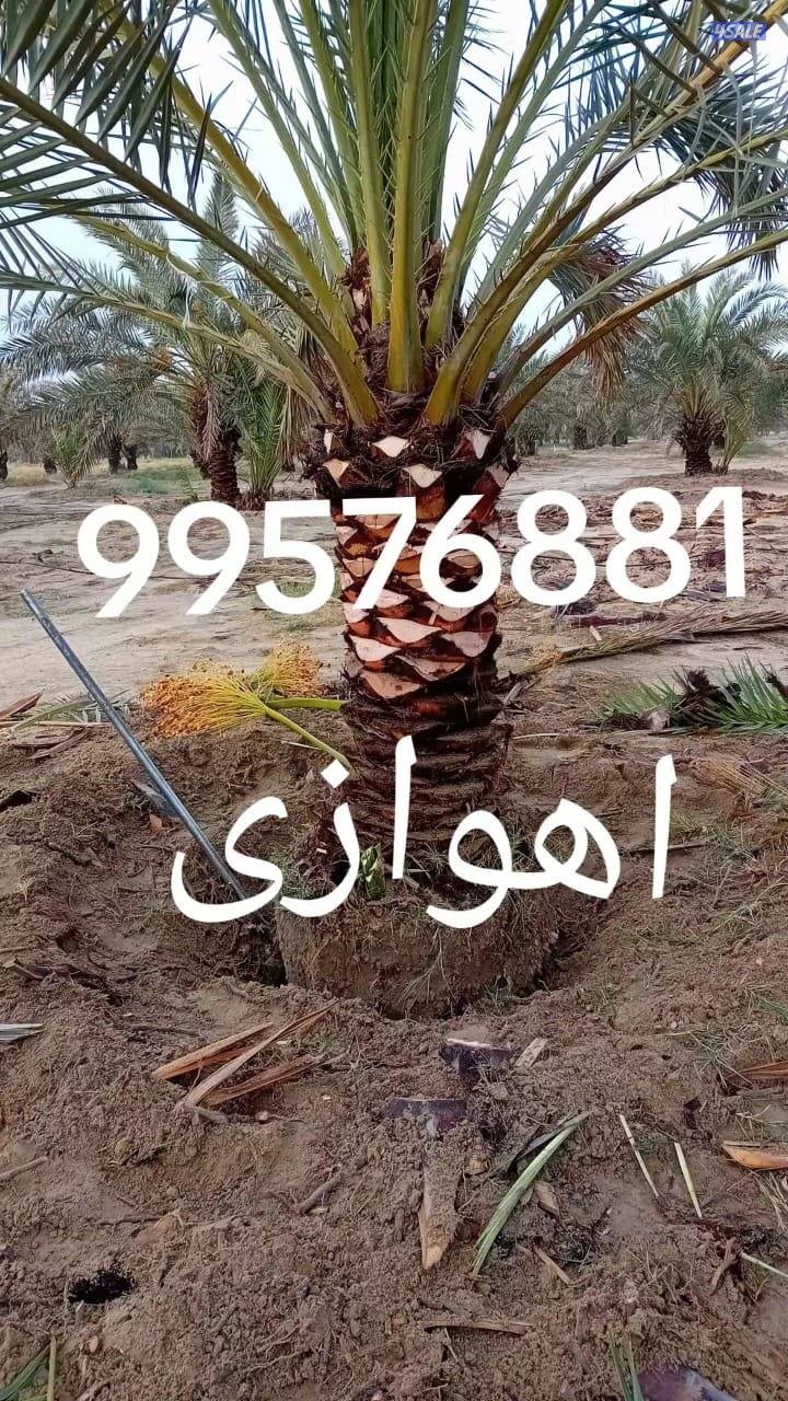 زراع اهوازی نخیل وتنظیغ وترکریب نخل من مکان لامکان وبیع وشرا نخل2