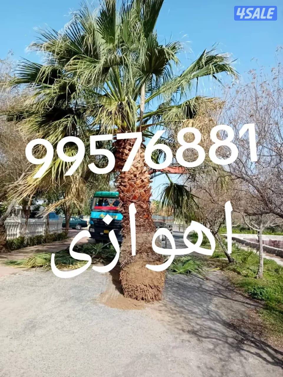 زراع اهوازی نخیل وتنظیغ وترکریب نخل من مکان لامکان وبیع وشرا نخل3