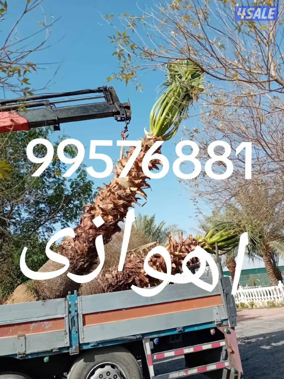 زراع اهوازی نخیل وتنظیغ وترکریب نخل من مکان لامکان وبیع وشرا نخل6