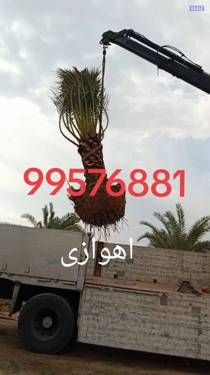 زراع اهوازی نخیل وتنظیغ وترکریب نخل من مکان لامکان وبیع وشرا نخل5