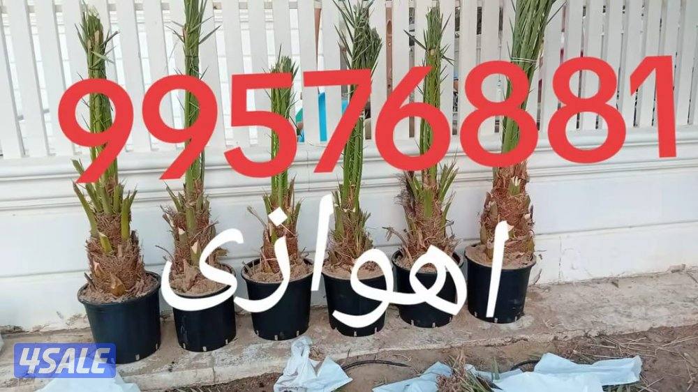 زراع اهوازی نخیل وتنظیغ وترکریب نخل من مکان لامکان وبیع وشرا نخل7