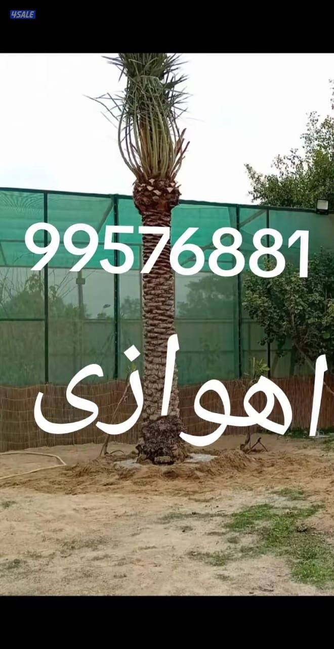 زراع اهوازی نخیل وتنظیغ وترکریب نخل من مکان لامکان وبیع وشرا نخل8