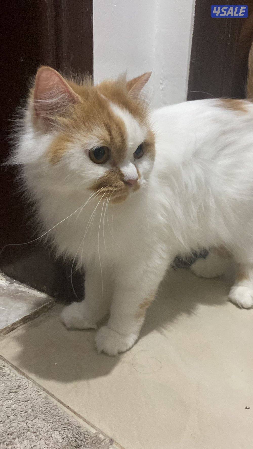 قطط للتبني  بداعي السفر المستعجل نثية  شيرازية(انتاجها رائع)0