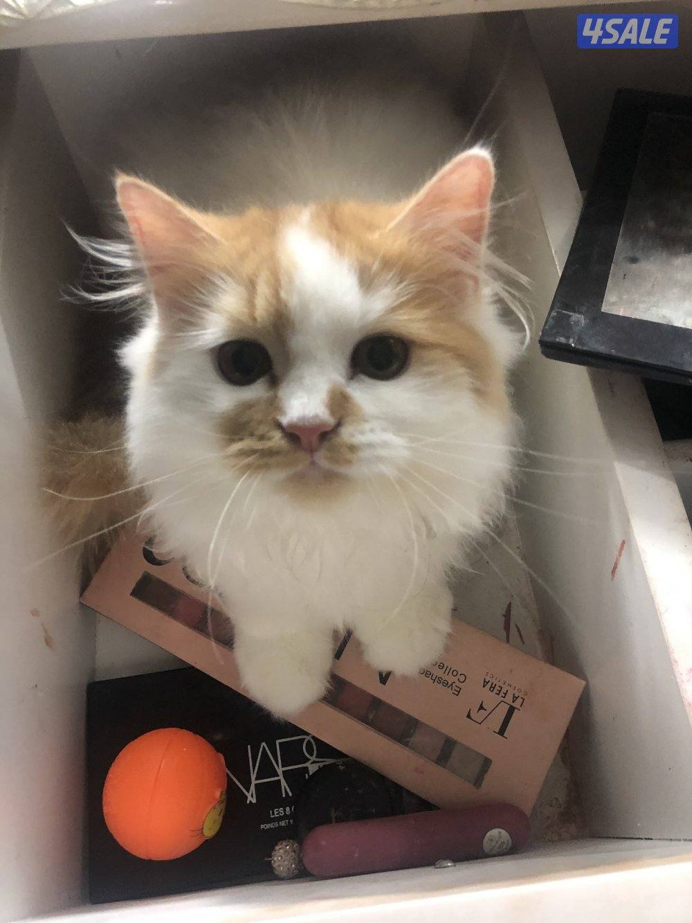 قطط للتبني  بداعي السفر المستعجل نثية  شيرازية(انتاجها رائع)1