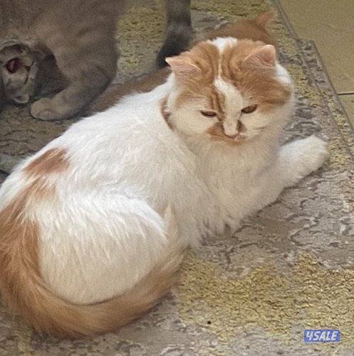 قطط للتبني  بداعي السفر المستعجل نثية  شيرازية(انتاجها رائع)2