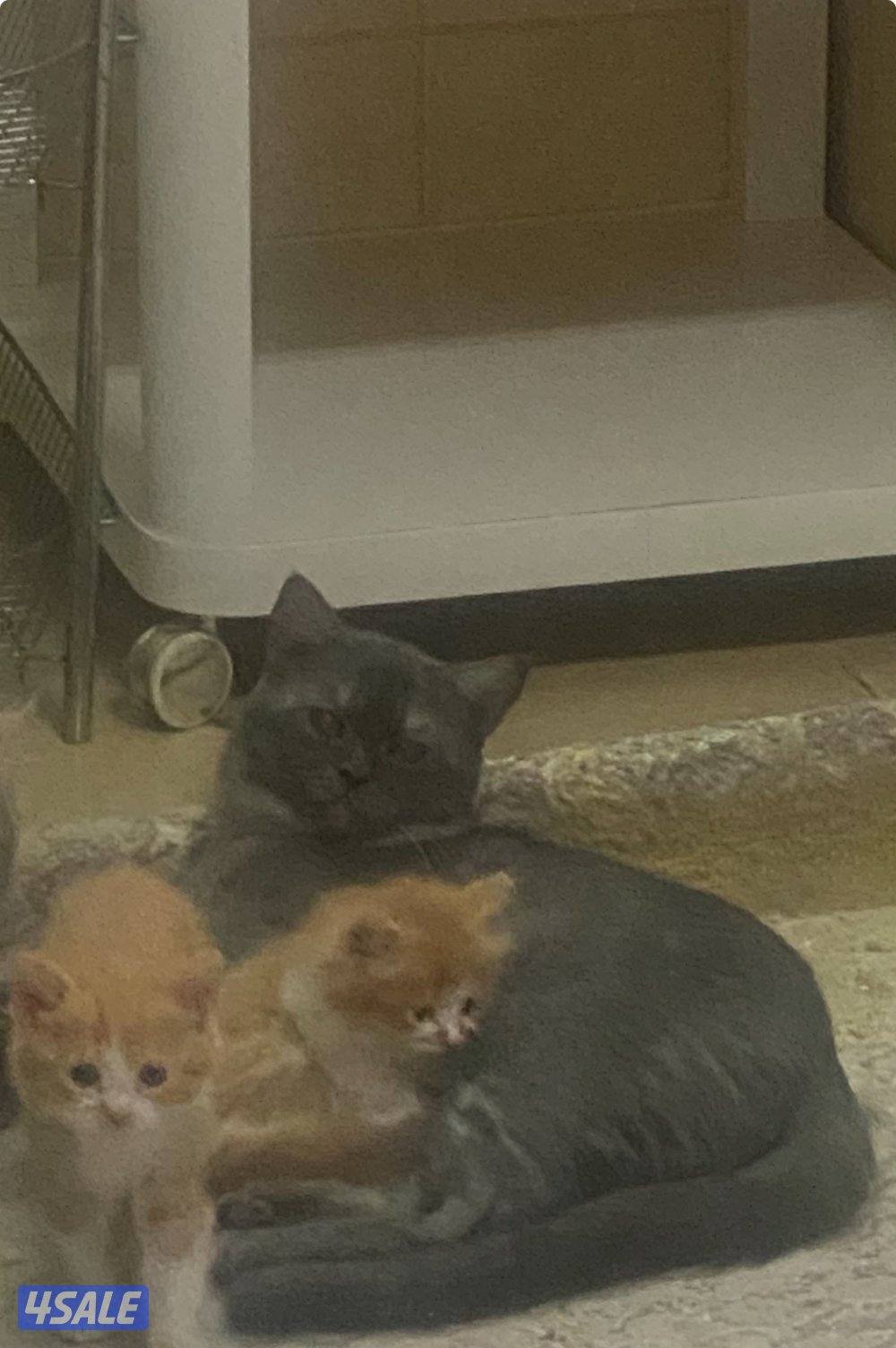 قطط للتبني بسسب السفر المستعجل1