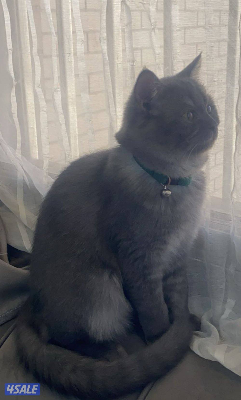 قطط للتبني بسسب السفر المستعجل0