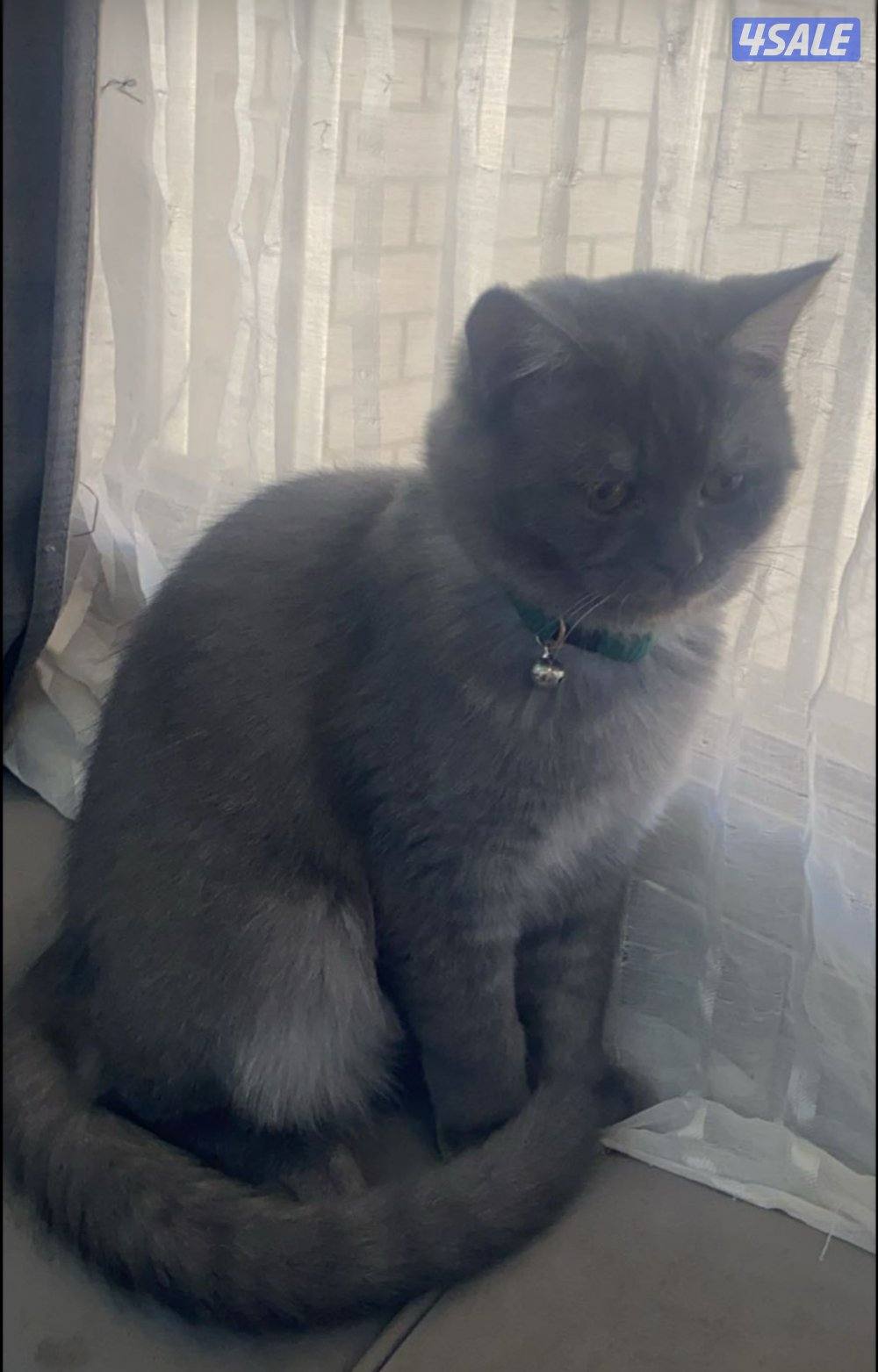 قطط للتبني بسسب السفر المستعجل2