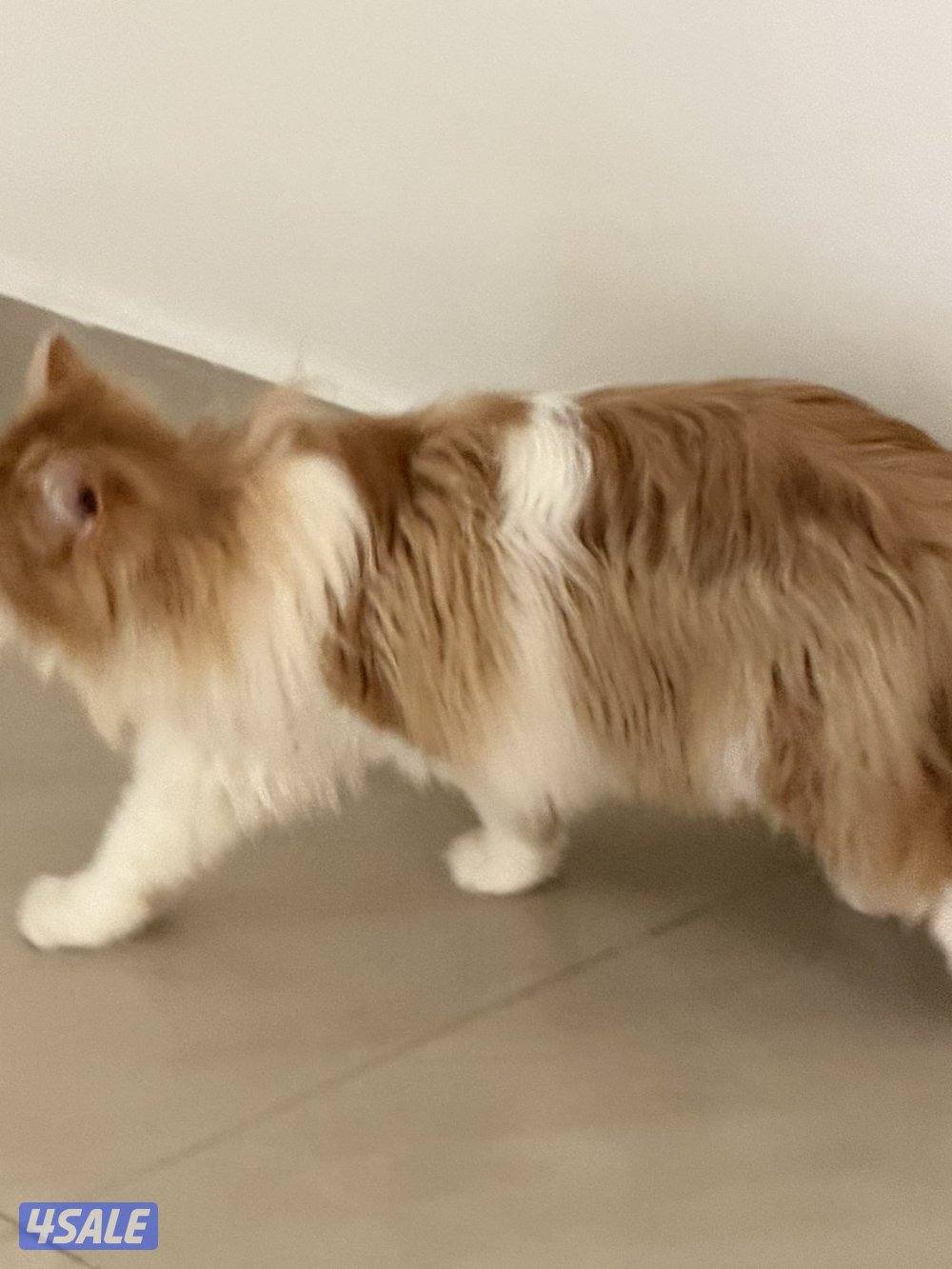 قطط للتبني بسسب السفر المستعجل3