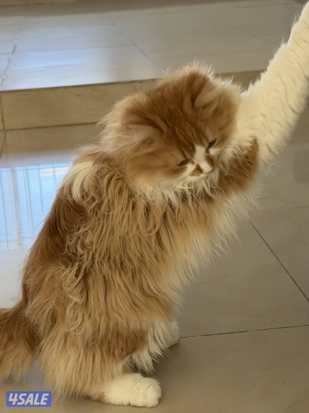 قطط للتبني بسسب السفر المستعجل4