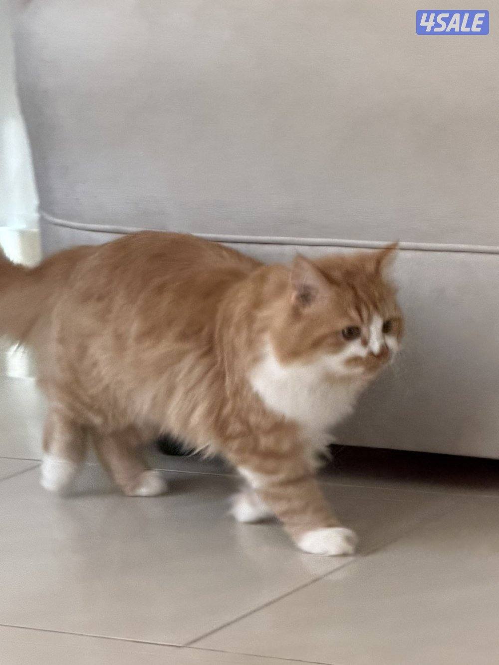 قطط للتبني بسسب السفر المستعجل6