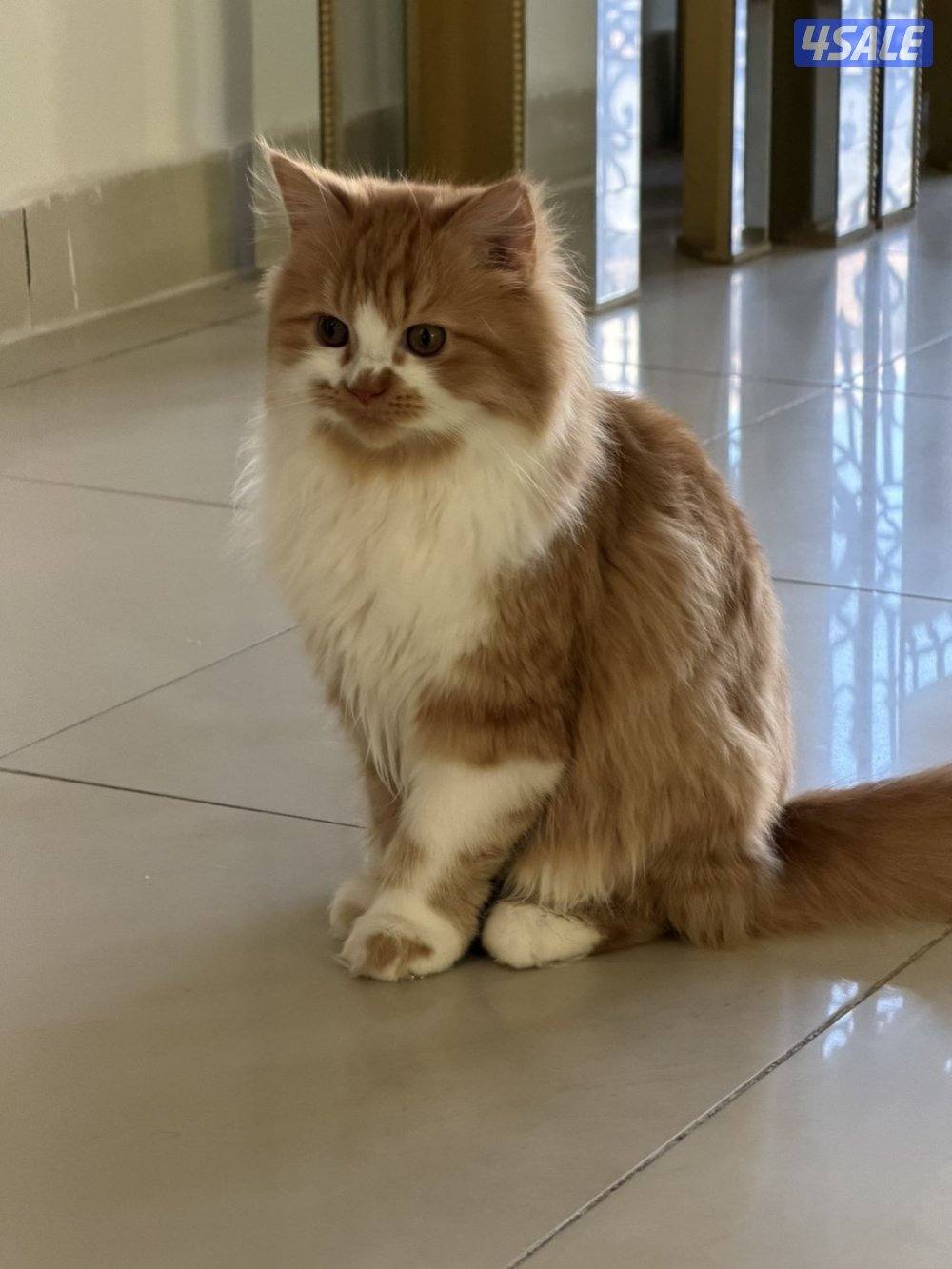 قطط للتبني بسسب السفر المستعجل5