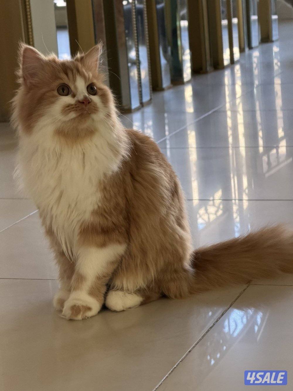 قطط للتبني بسسب السفر المستعجل7