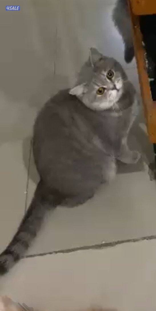 قطط للتبني بسسب السفر المستعجل9