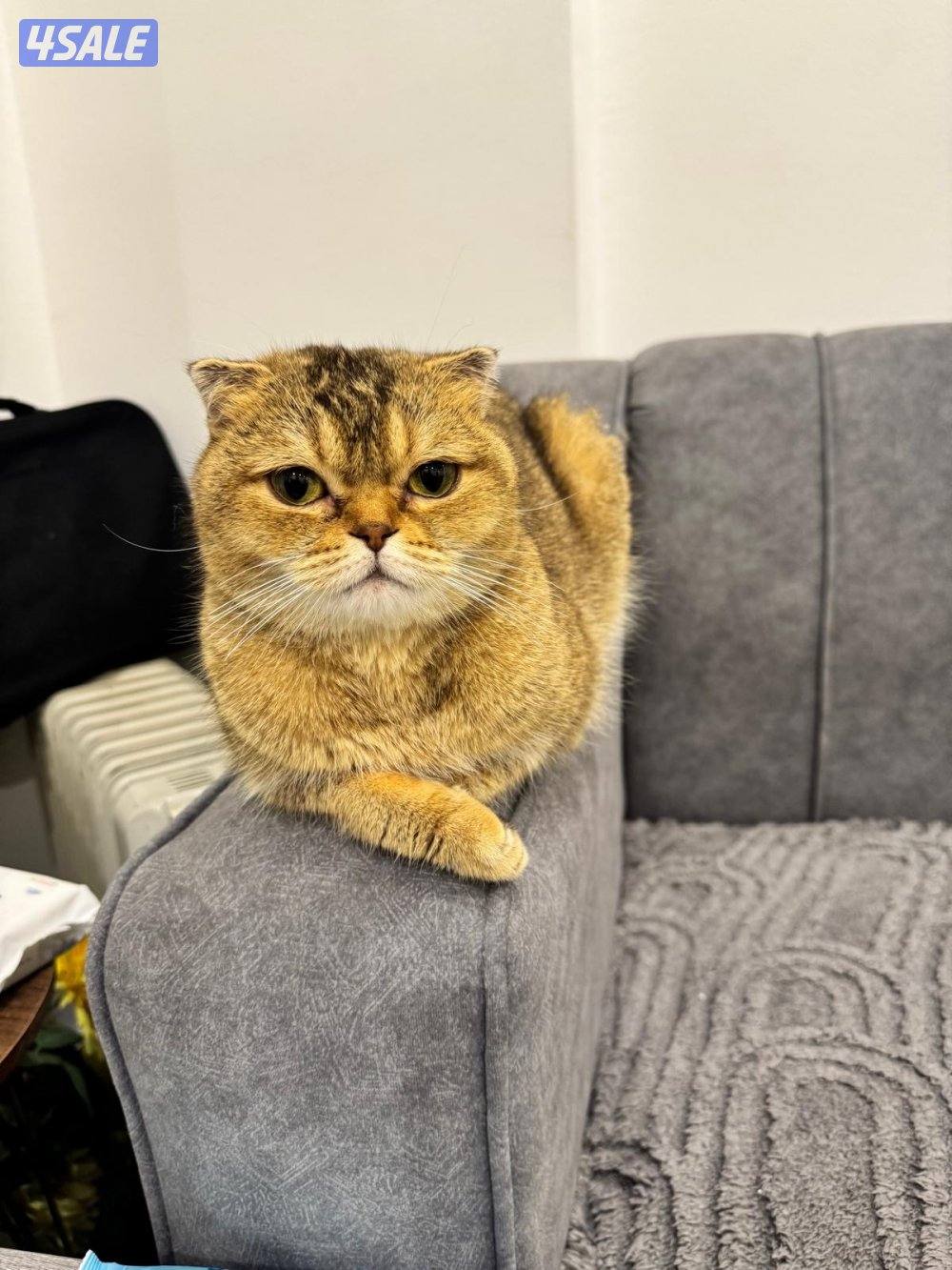 سكوتش فولد0