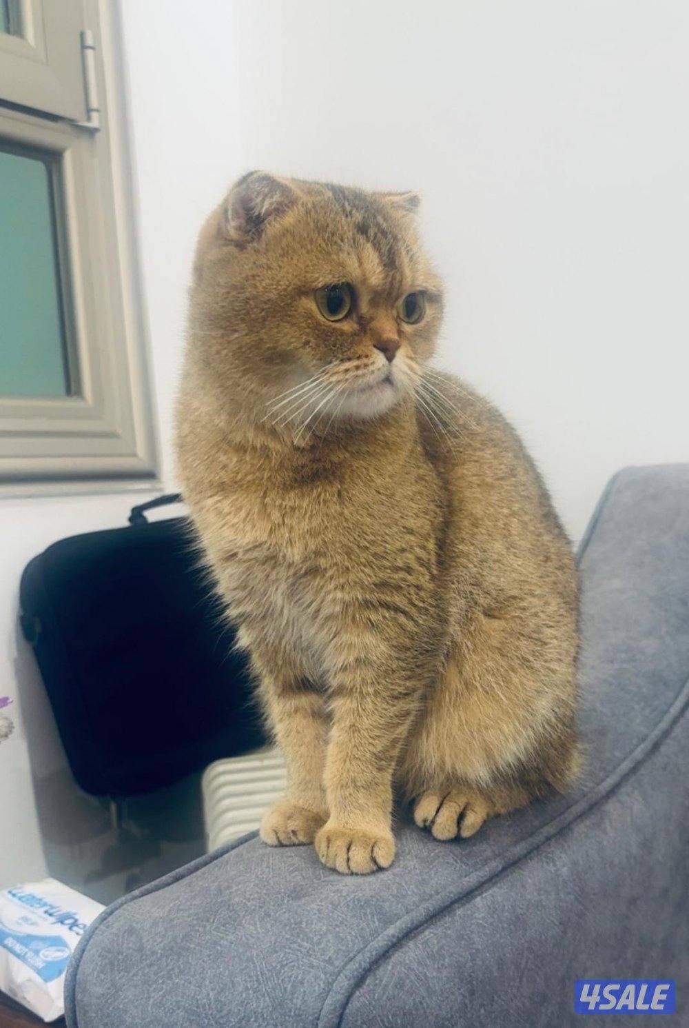 سكوتش فولد1