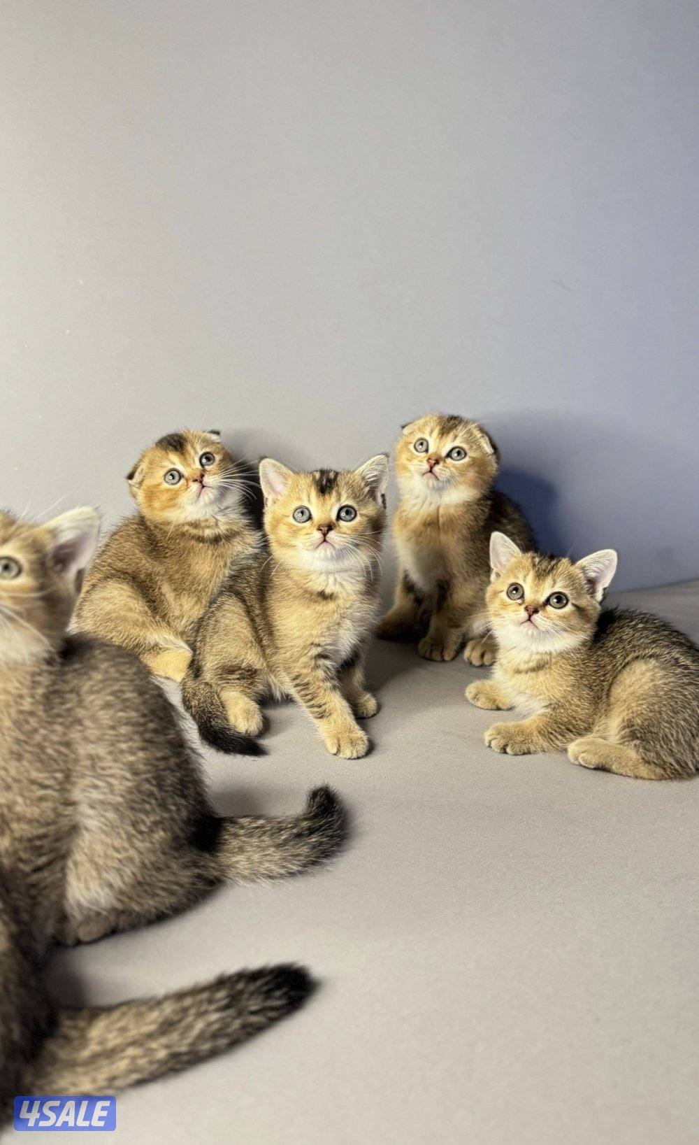 سكوتش فولد3