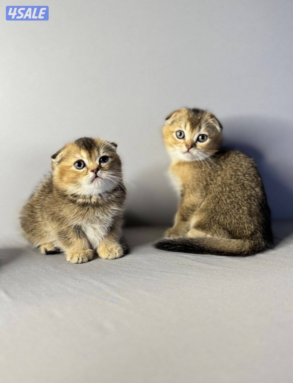 سكوتش فولد4