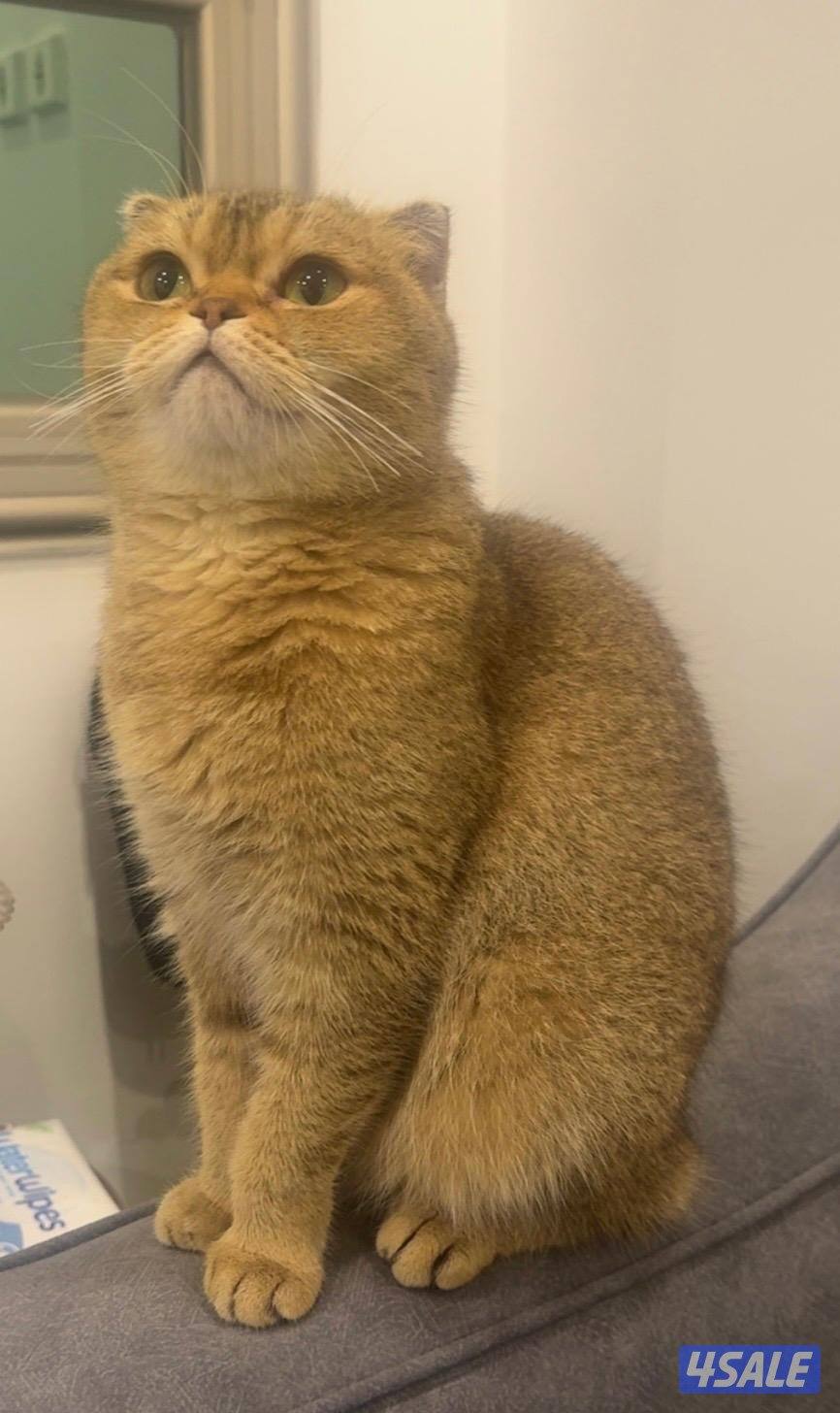 سكوتش فولد2