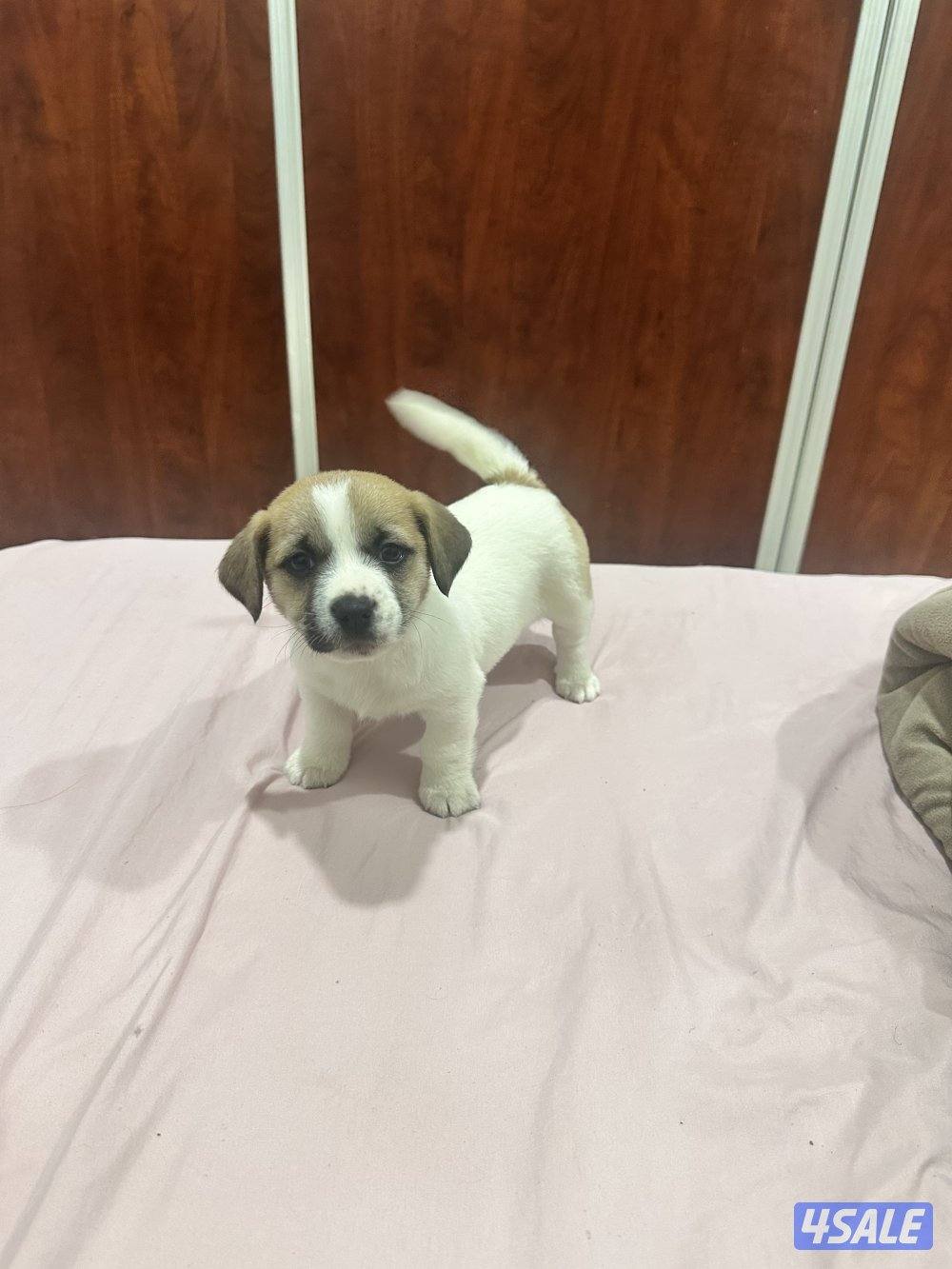 جراوي جاك راسل مكس7