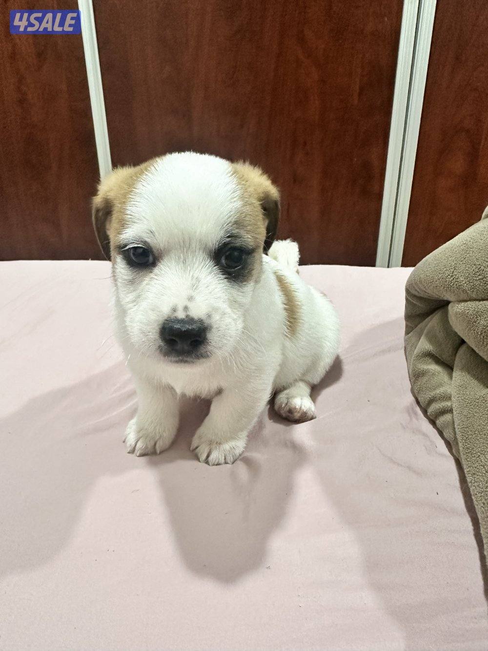 جراوي جاك راسل مكس8