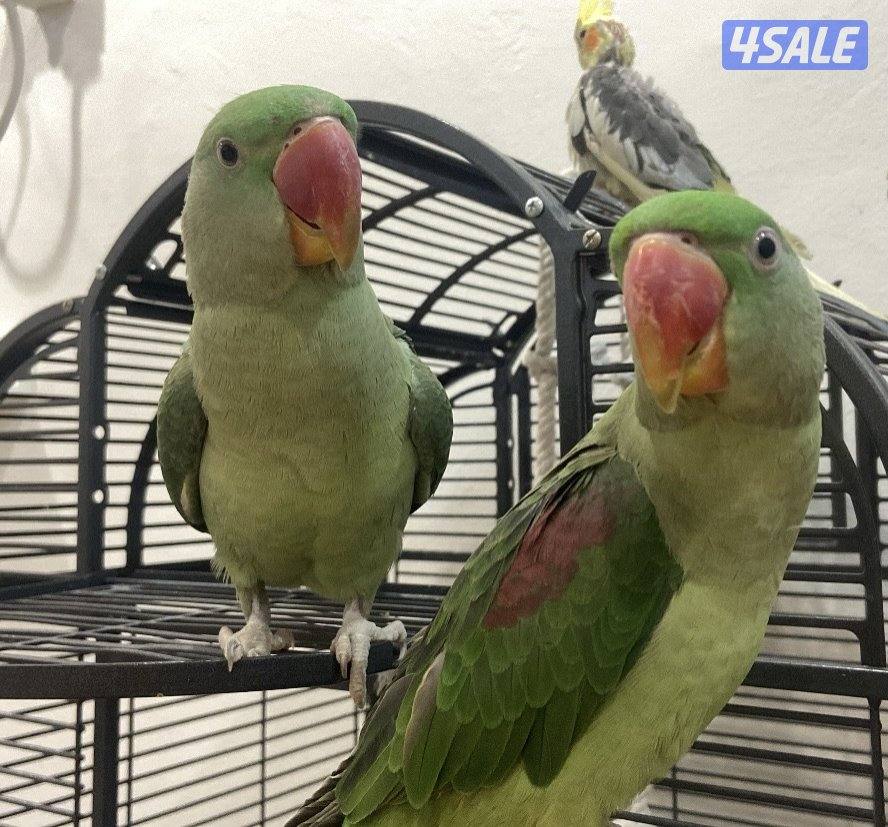 طيرين ببغاء0