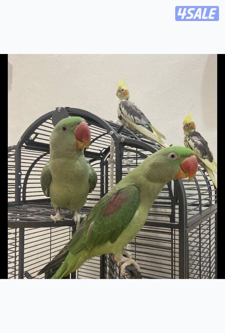 طيرين ببغاء1