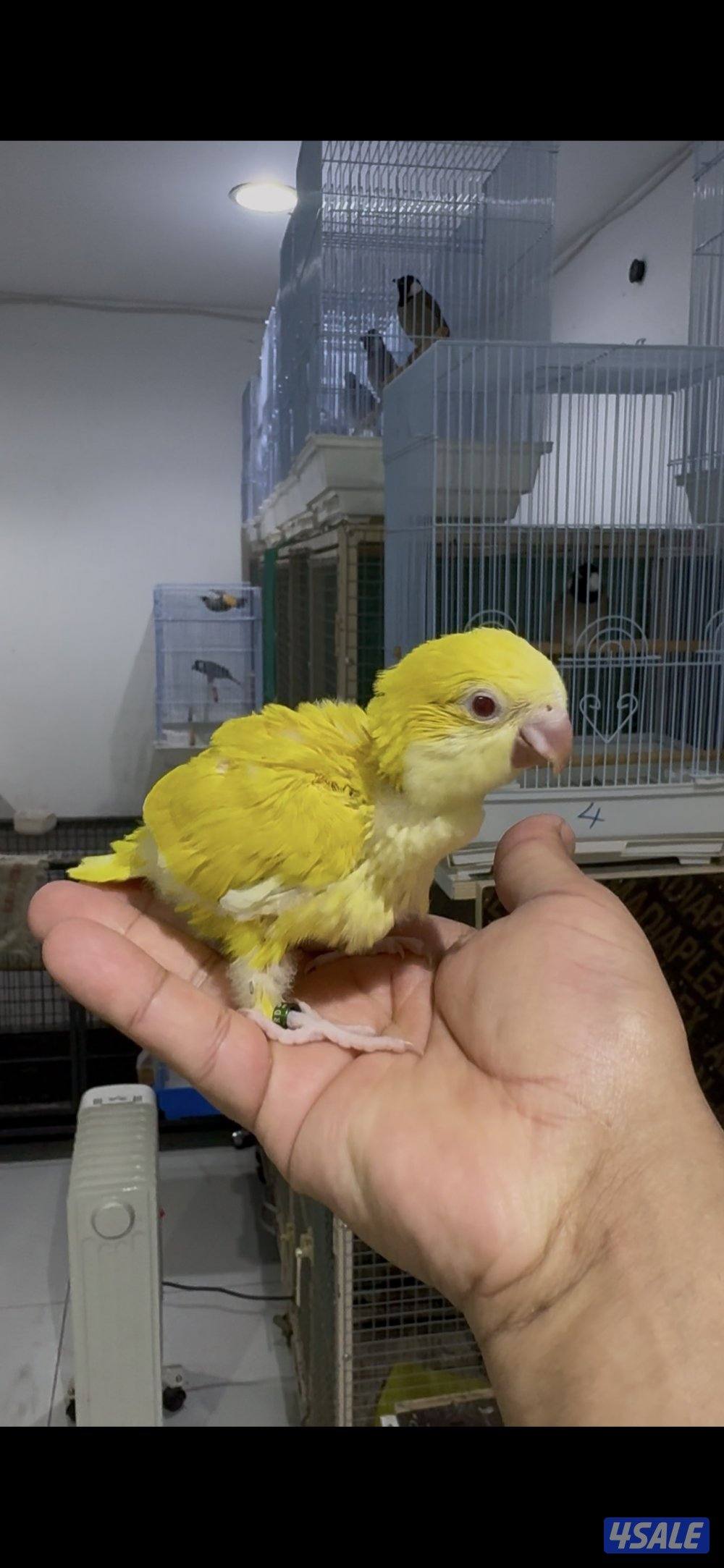 🐣طيور ناطقة🐣0