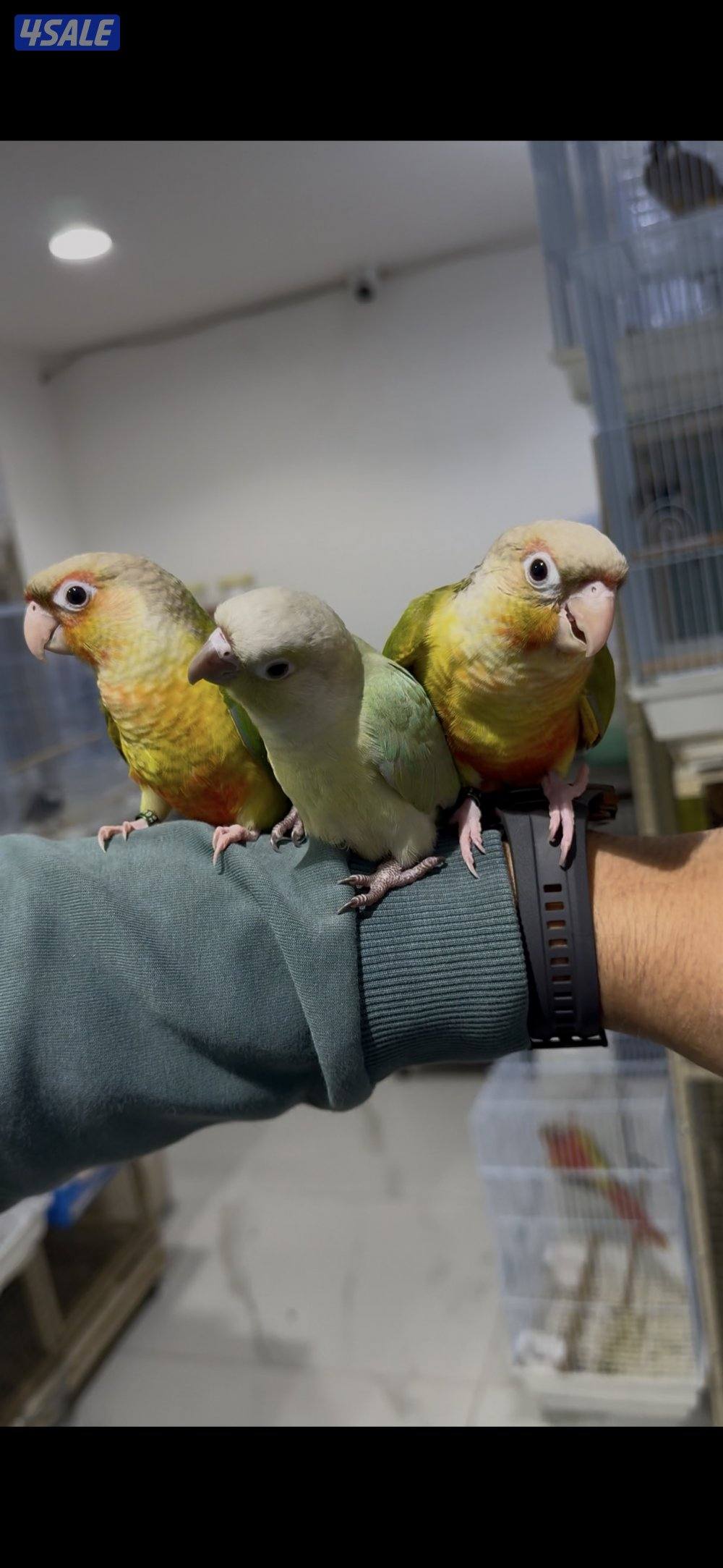 🐣طيور ناطقة🐣1