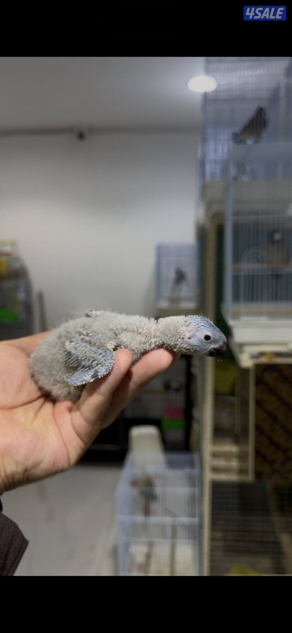 🐣طيور ناطقة🐣3