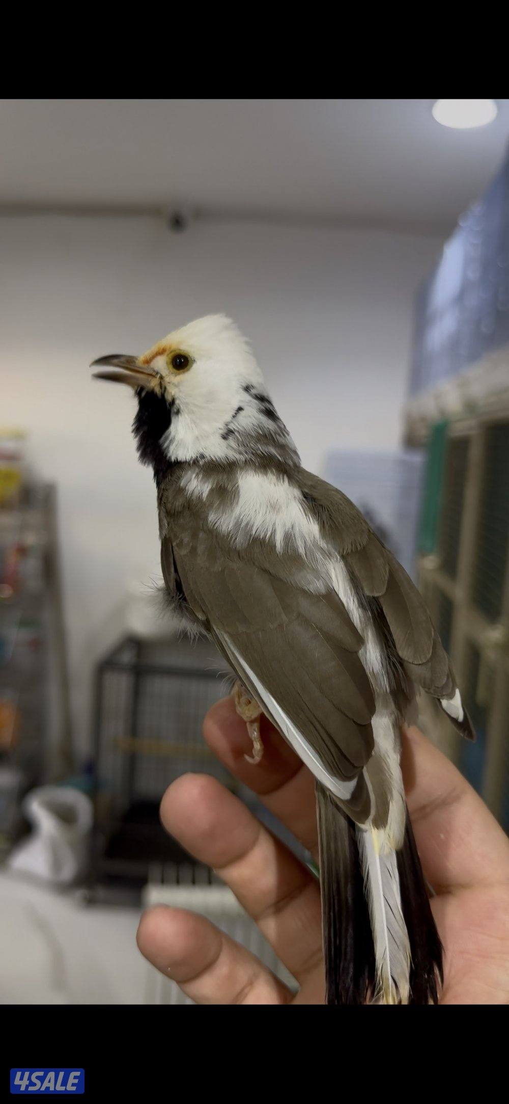 🐣طيور ناطقة🐣4