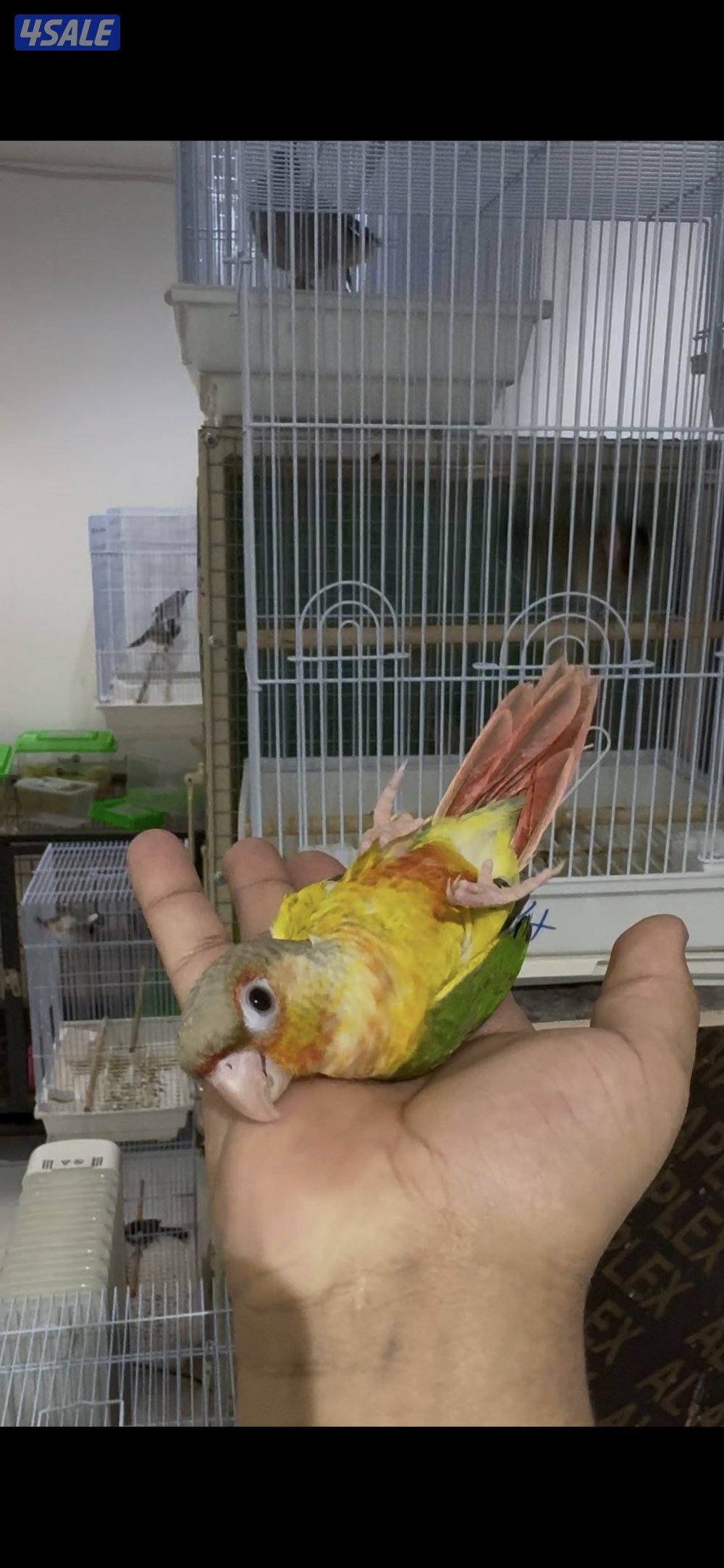 🐣طيور ناطقة🐣5