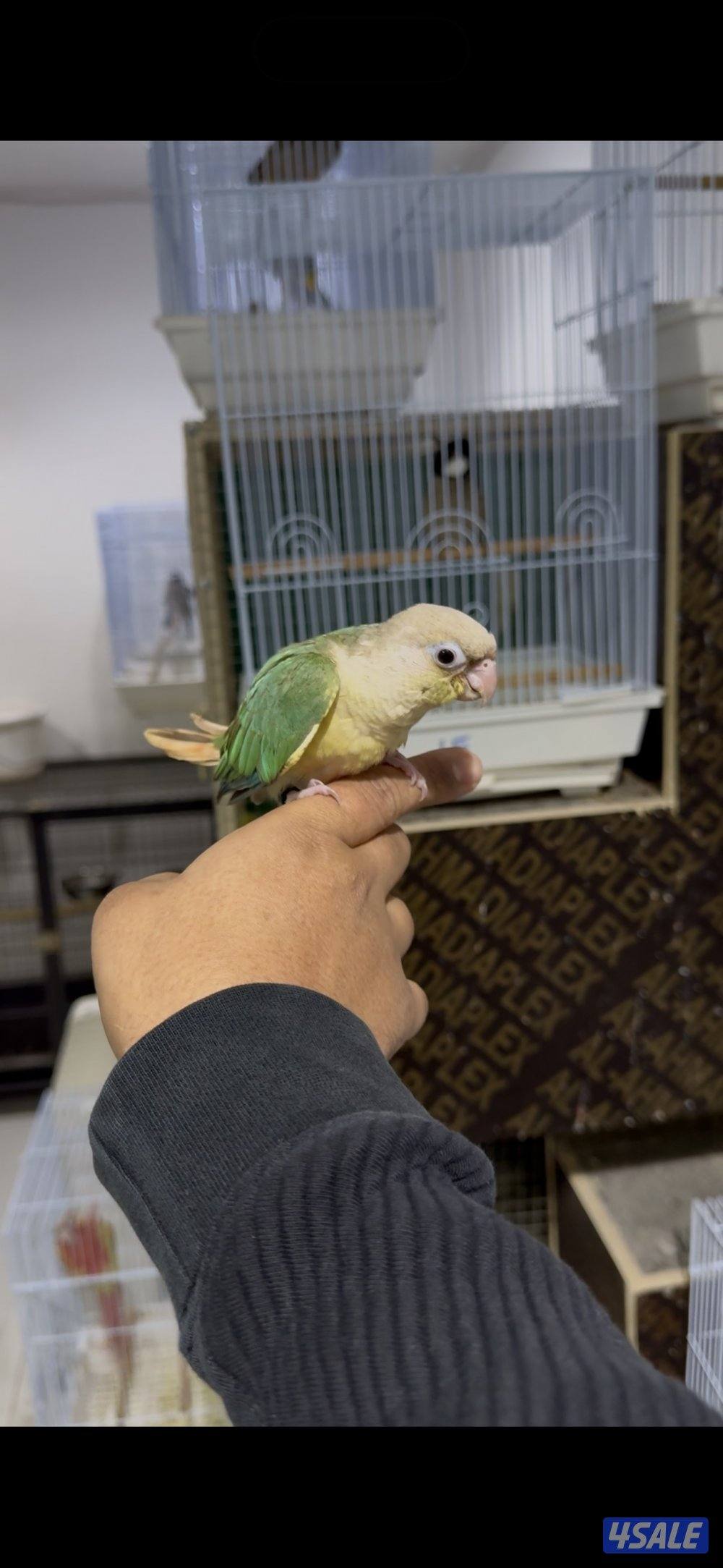 🐣طيور ناطقة🐣7