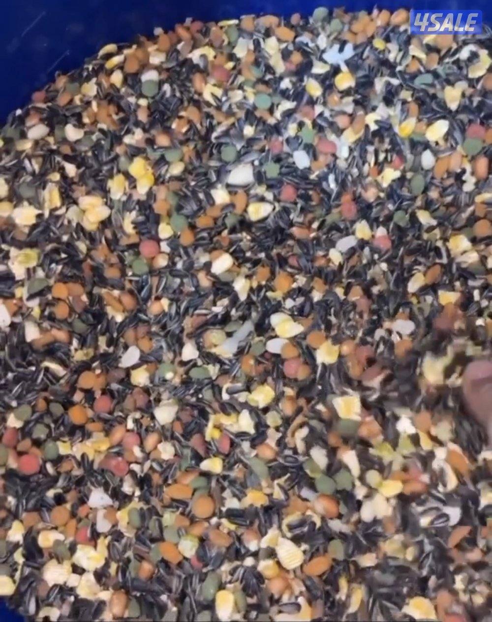 🐣طيور ناطقة🐣8