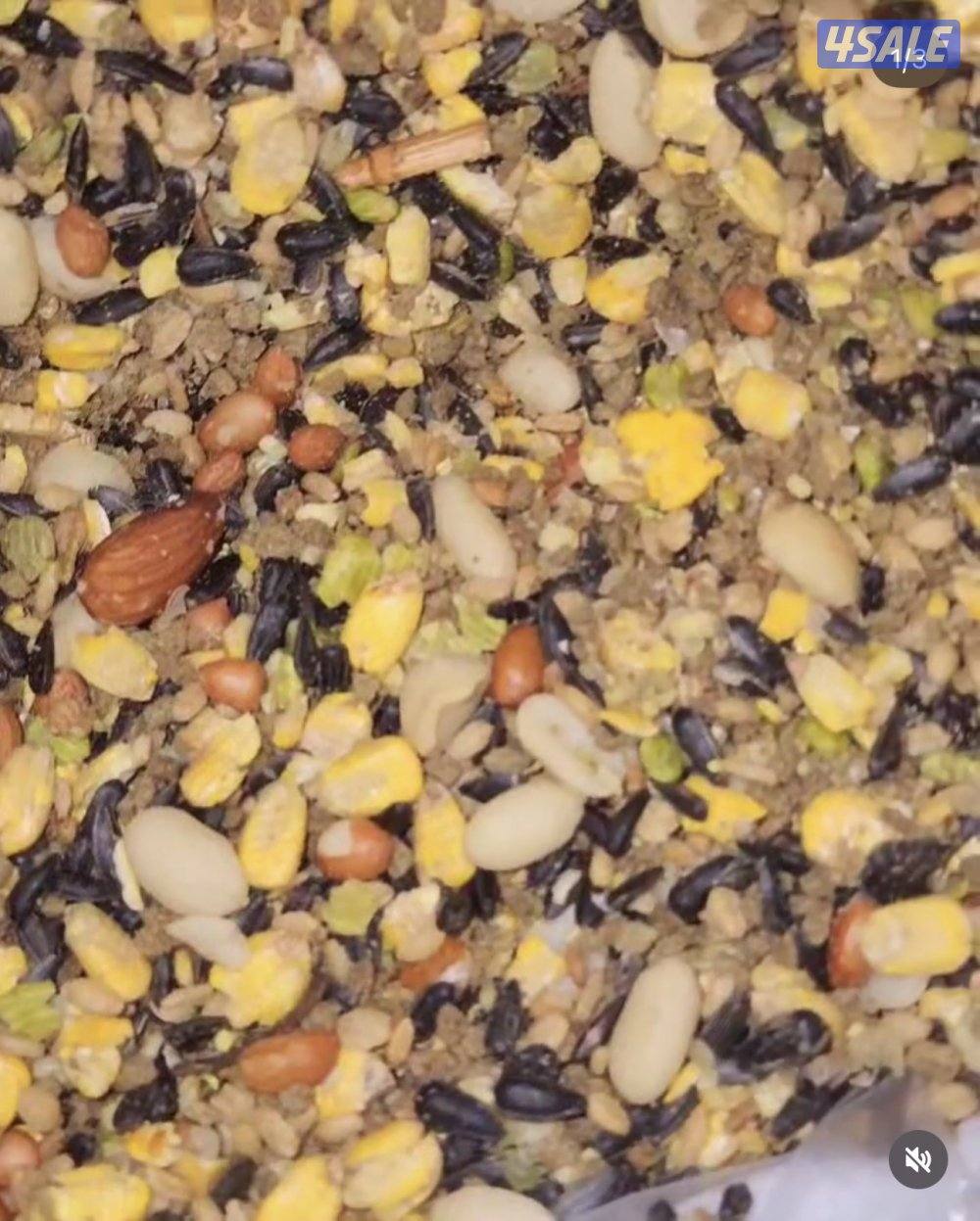 🐣طيور ناطقة🐣9