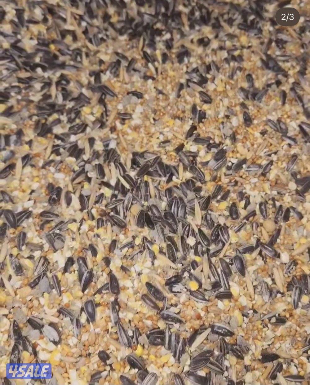 🐣طيور ناطقة🐣10