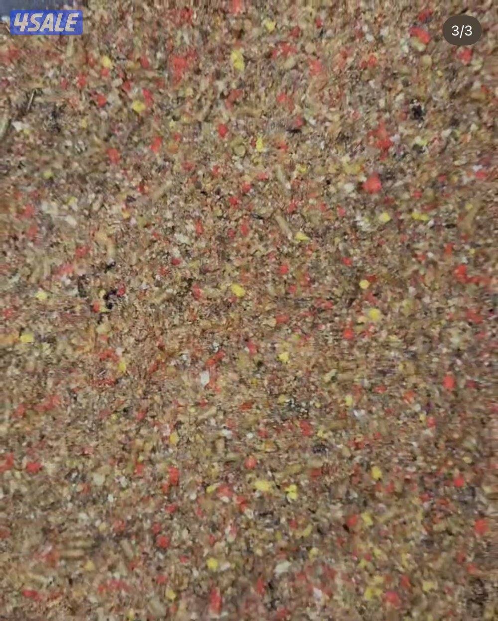 🐣طيور ناطقة🐣11