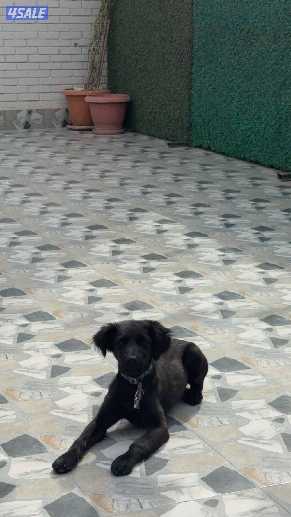 كلب قولد تبني عمره ٥ شهور صحتة ممتازه0