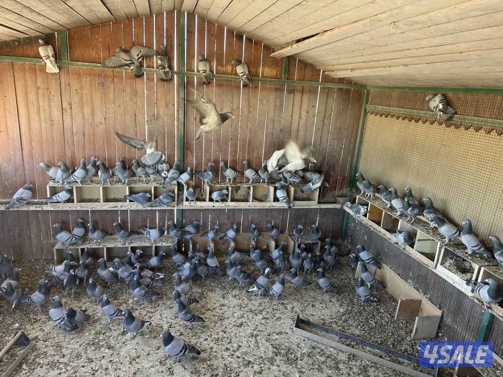 للبيع شبرة حمام زاجل سباق العدد 100 طير1