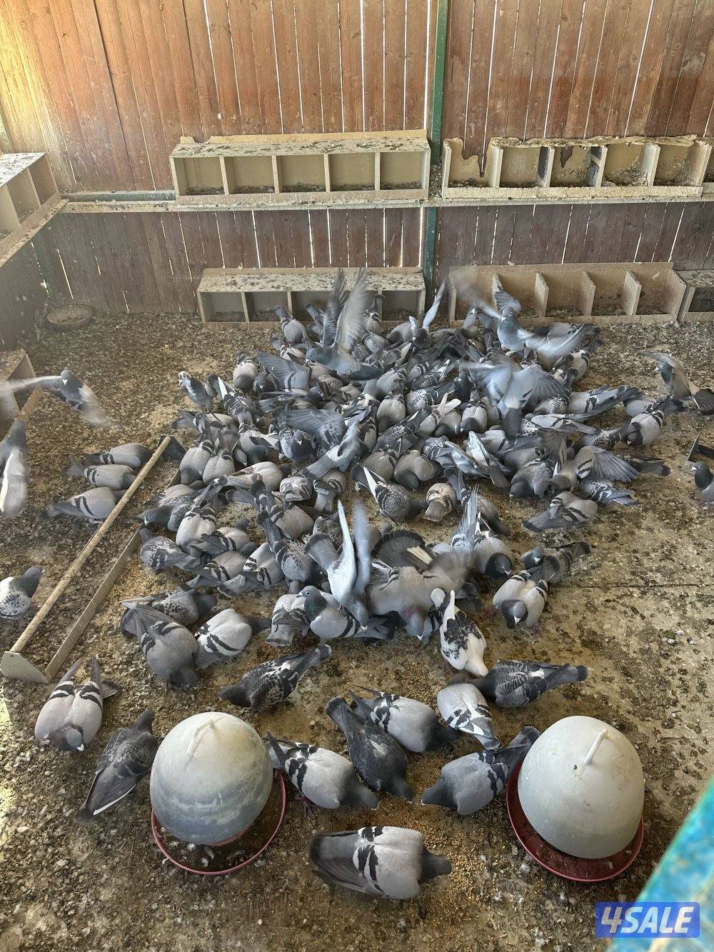 للبيع شبرة حمام زاجل سباق العدد 100 طير2