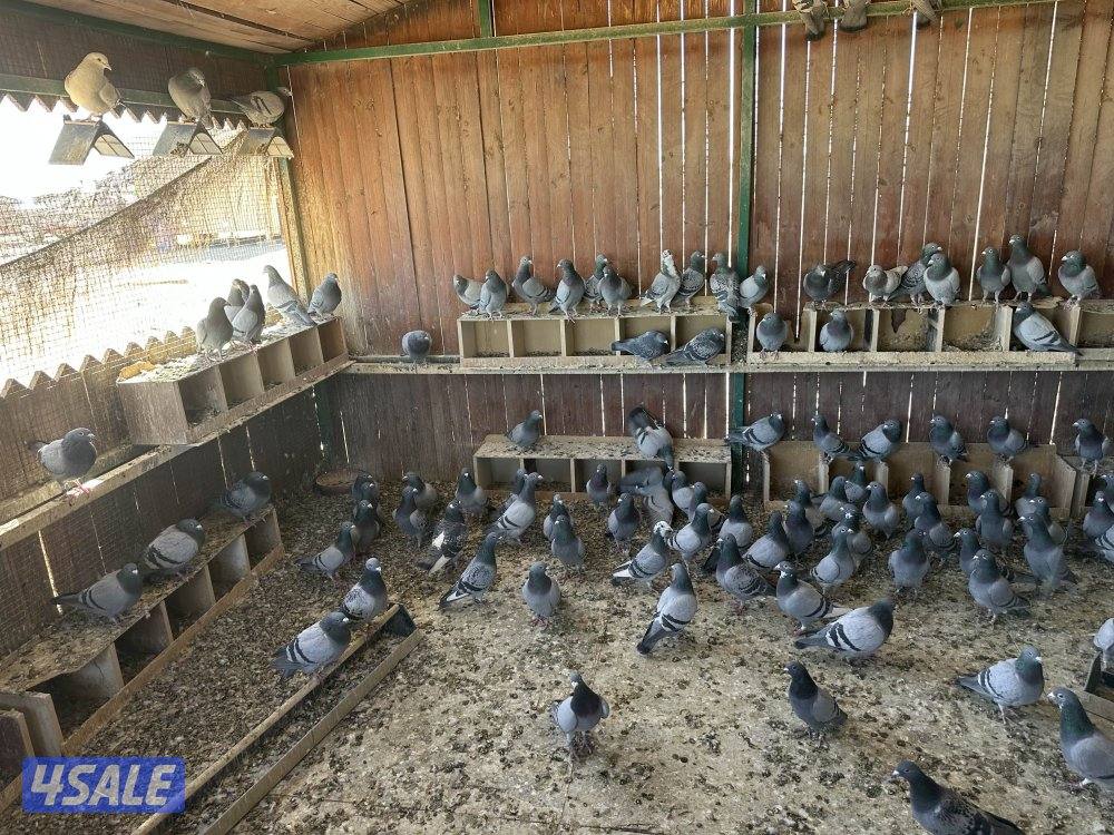 للبيع شبرة حمام زاجل سباق العدد 100 طير3