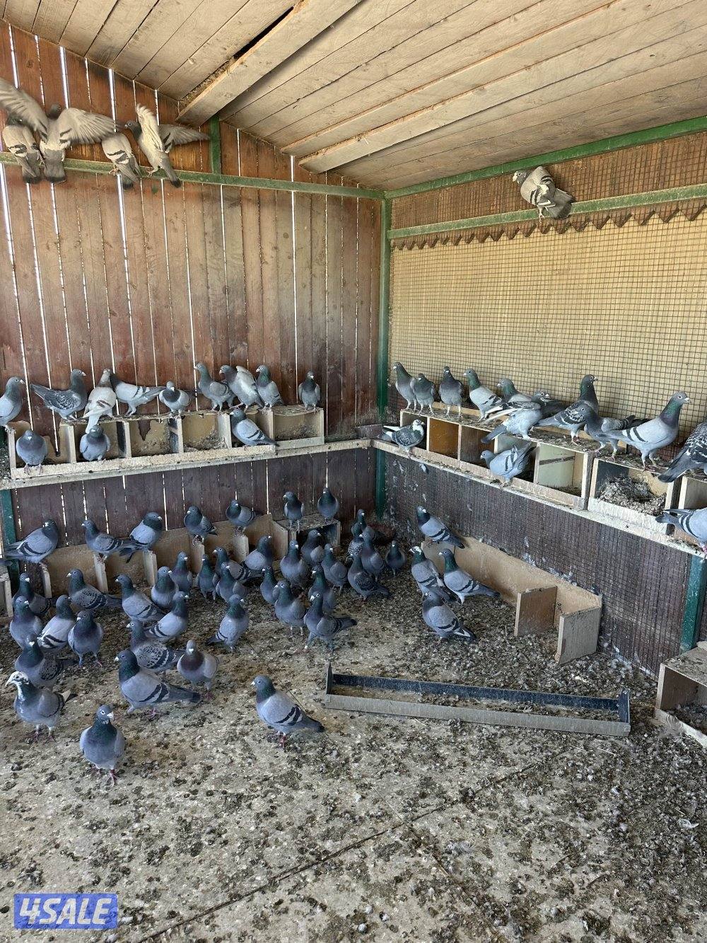 للبيع شبرة حمام زاجل سباق العدد 100 طير4