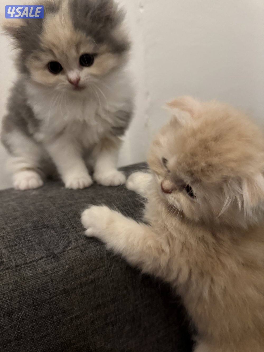 قطط للبيع6
