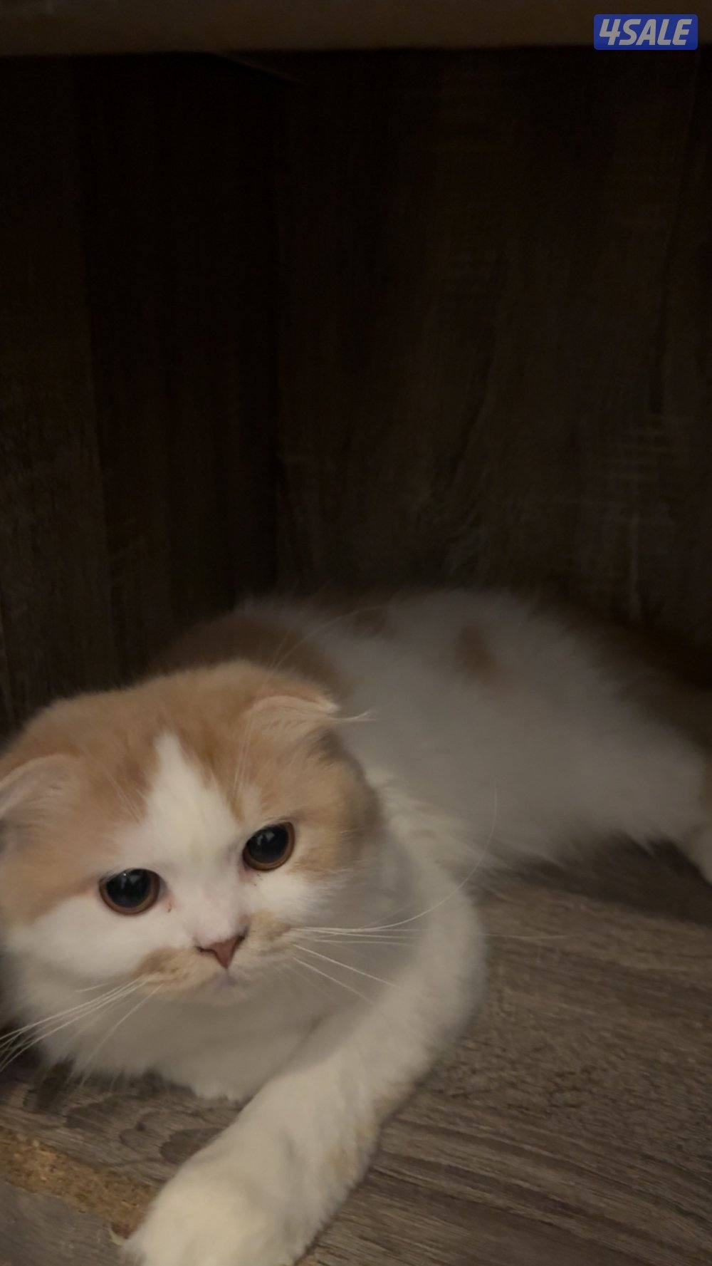 قطط للبيع9