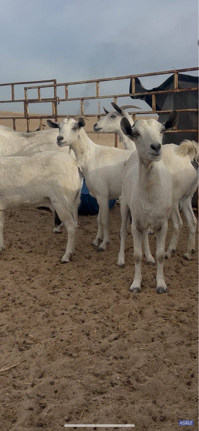 للبيع معزا عمانية0