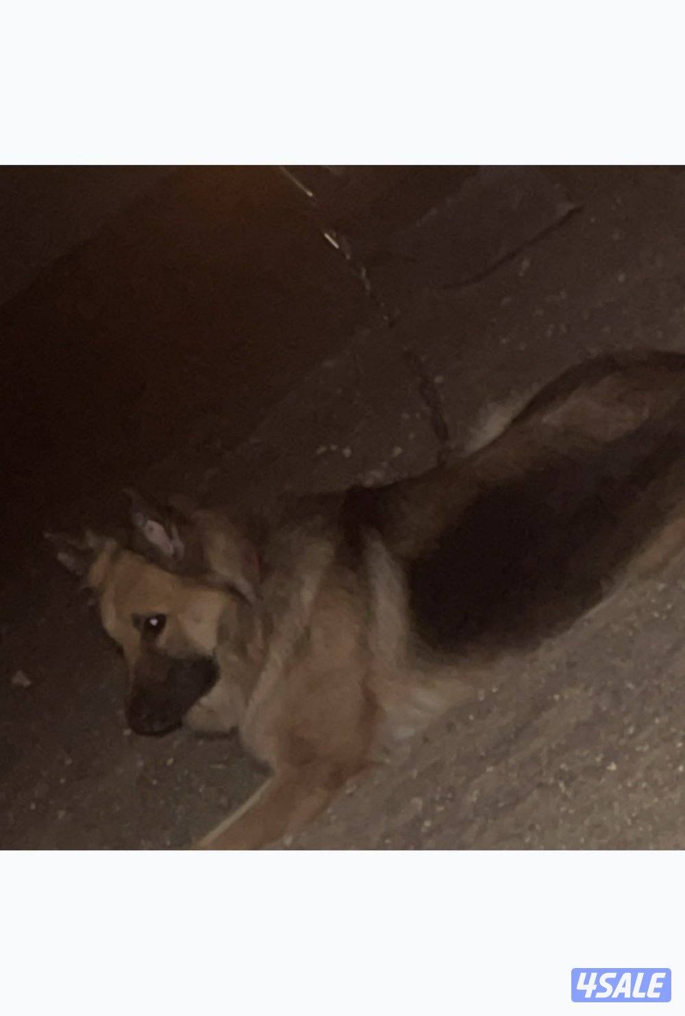 جيرمن شوبرد لونق هير على السوم0